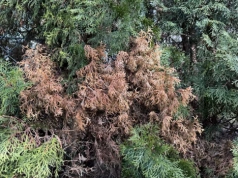 Rozsyp pod tuje w marcu. Przestaną brązowieć i zrobią się gęste jak ściana już po kilku tygodniach