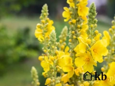 Ta roślina była symbolem babcinych ogrodów. Ma bardzo dziwną nazwę