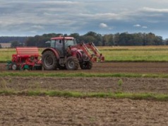 Rolnicy walczą z nalotami ptaków. Tracą tony ziarna