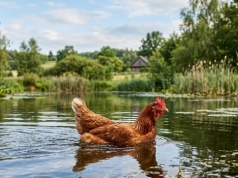 Prof. Stefan Niesiołowski: Oczekiwanie, że Nawrocki jest patriotą, to jakby czekać, że kura nauczy się pływać