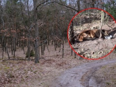 Leśniczy zastał oburzający widok w lesie. Pies porzucony na pewną śmierć