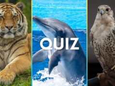 Quiz. Rozpoznasz zwierzę po jednym zdaniu? Tylko najlepsi dadzą radę!