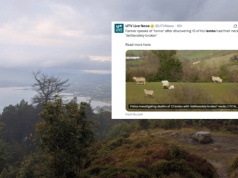 Odkrycie na farmie w Irlandii Północnej. 13 martwych jagniąt