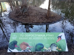 Ludzie wchodzili na wyspę z gniazdami łabędzi. Postawiono tabliczkę