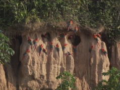 Już w czasach preinkaskich kwitł, wiodący przez Andy, szlak handlu papugami