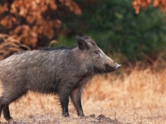 Blisko 120 nowych ognisk ASF dzików. Choroba powróciła do Wielkopolski