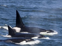 W Rosji znaleźli bardzo pokaleczone orki. Powód tych ran szokuje