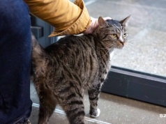 Poszukiwani wolontariusze do opieki nad schroniskowymi kotami