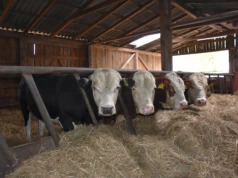 Kołodziejczak: „Robicie rolnikom wodę z mózgu”. Spór o wołowinę z Mercosur w Sejmie