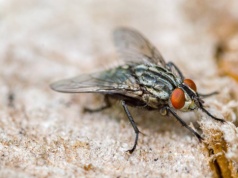 Polskie miasto zmaga się z plagą much. "Wczoraj co najmniej 200 wpadło"