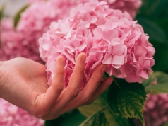 Hortensja kocha ten nawóz. Zastosuj, a wkrótce utonie w kwiatach