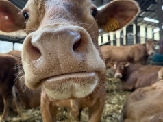 20 byków, 7 jałowic i bezcenne doświadczenie. Polscy hodowcy w kolebce rasy limousine