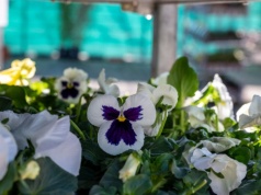 Idzie ochłodzenie. Zrób to z bratkami, aby nie zmarniały