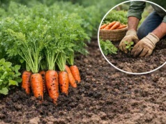 Posadź to obok marchewki. Sąsiedzi będą zazdrościć ci plonów
