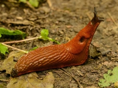 Jedna łyżka i ślimaki znikają z ogrodu. Ten oprysk działa od razu