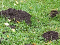 Krety kochają takie ogrody. Takie warunki to dla nich raj. Zrób to, aby je odstraszyć