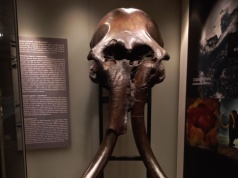 Mamut z epoki lodowcowej w Krakowie. Weź udział w wydarzeniu