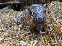 Gdańskie ZOO. Narodziny hipopotamka karłowatego. To gatunek zagrożony wyginięciem