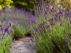 Wystarczy jedno wiosenne cięcie. Lawenda zagęści się w kilka tygodni