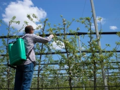 Olej parafinowy i Miedzian razem? Sprawdź, czy można mieszać te opryski w sadzie