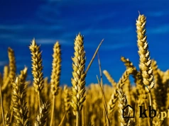 Trudno uwierzyć, że tym się da palić w piecu na pellet. A daje całkiem dużo ciepła i jest tanie