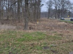 Aleja dębowa ocalona. Ale bez wycinek pod drogę rowerową się nie obyło