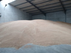 Magazyny pełne zbóż, kupców brak. Rolnicy alarmują o najgorszym roku od lat