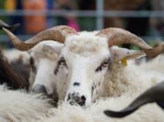 Rok Górali i Obrzędów Pasterskich. Uroczysta inauguracja już w kwietniu
