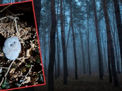 Leśnik znalazł puchatą "kuleczkę" w liściach. Teraz raportuje. "Misja wykonana"