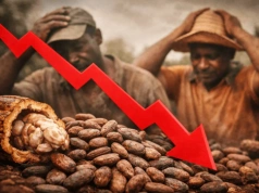 Kurs kakao pod presją! Rolnicy alarmują, a kupujących brakuje