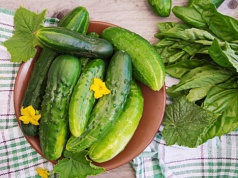 Uprawa ogórków w systemie współrzędnym. Jak mądrze zaplanować sąsiedztwo na grządce?