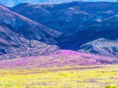 Zjawisko superbloom zachwyca turystów. Kwiaty w najgorętszym rejonie Ziemi