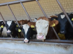 Ceny bydła 17.03.2026: jakie prognozy i stawki na najbliższe dni?