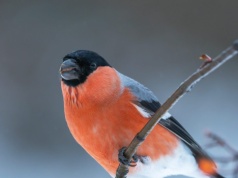 "Spadek jest dramatyczny". Ukochany ptak Polaków po cichu ginie