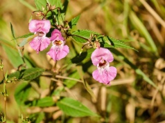 Milion złotych kary za rośliny w ogrodzie. Sprawdź, czy masz na działce zakazane IGO