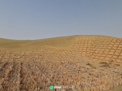 Chiny sadzą drzewa na pustyni. Program ogranicza emisję CO2 i chroni rolnictwo