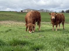 Buhaj za ćwierć miliona złotych. Kolejne duże zakupy Polaków