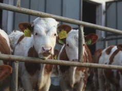 Ucięte dopłaty do dobrostanu bydła przez wiatę z trzema ścianami?