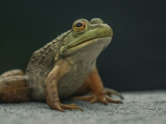 Połączyli żabę z robotem. Efekt jest przerażający i ciekawy zarazem