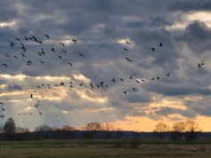 Plaga ptaków nad polami. Rolnicy bezradni, straty idą w tysiące złotych