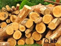 Grzeje jak grab, a kosztuje 30% mniej. To drewno staje się hitem w polskich kominkach