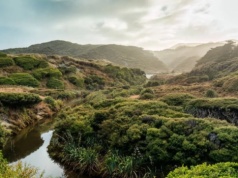 Sadzą drzewa i myślą, że pomagają klimatowi. To jest bzdura