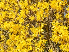 Rozpuść to w wodzie i podlej forsycję. Będzie kwitła nawet o tydzień dłużej