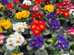 Jedna drobna zmiana, a prymulki kwitną do czerwca. Patent ciotki z Podlasia