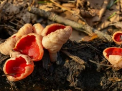 Jedne smakują jak rzodkiewka, inne jak kurczak. Pierwsze wiosenne grzyby już w lasach