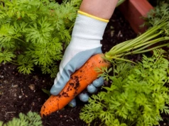 Zamień je miejscami w ogrodzie. Czosnek i marchew „chronią się” nawzajem