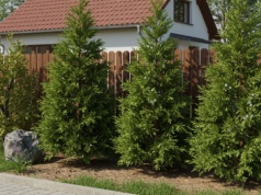 Większość osób w marciu skupia się na przycinaniu. Zrób tą rzecz, a tuje się odwdzięczą