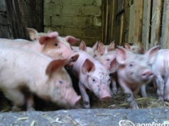 Nowe przepisy o zdrowiu zwierząt 2026: koniec papierów i zmiany w odszkodowaniach