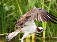 Ornitologom aż zapiera dech. Wracają rzadkie ptaki uzależnione od ryb