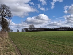 Polska po nietypowej zimie. Naukowcy mówią o ryzyku dla plonów